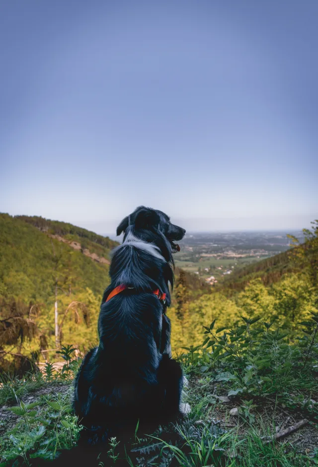 Dog sitting on top of a hill looking over the field below